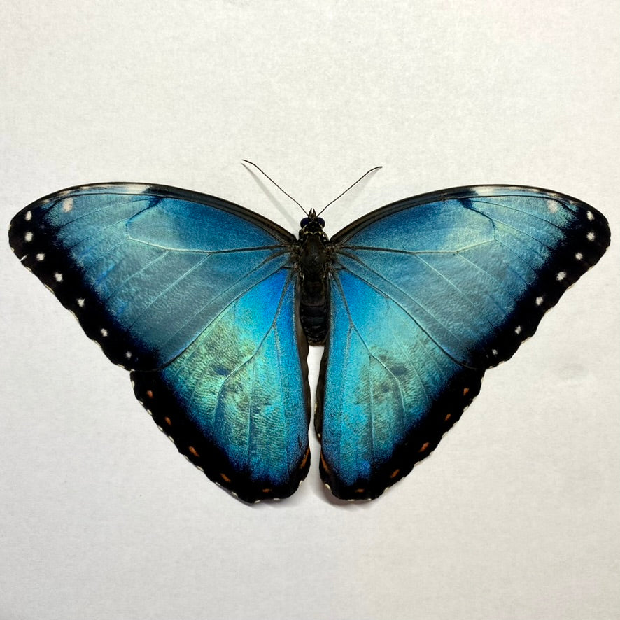 blue morpho butterfly