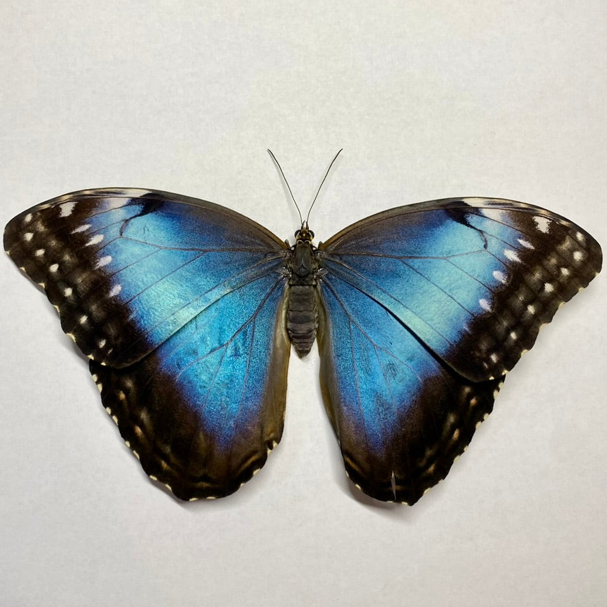 morpho female