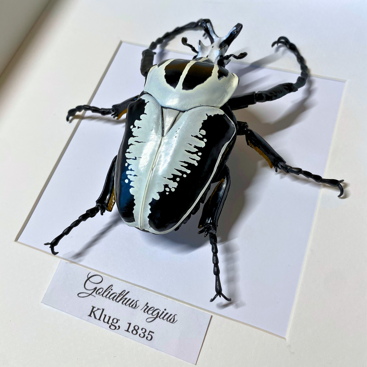 Scarabée Goliathus FIGURE dans un cadre