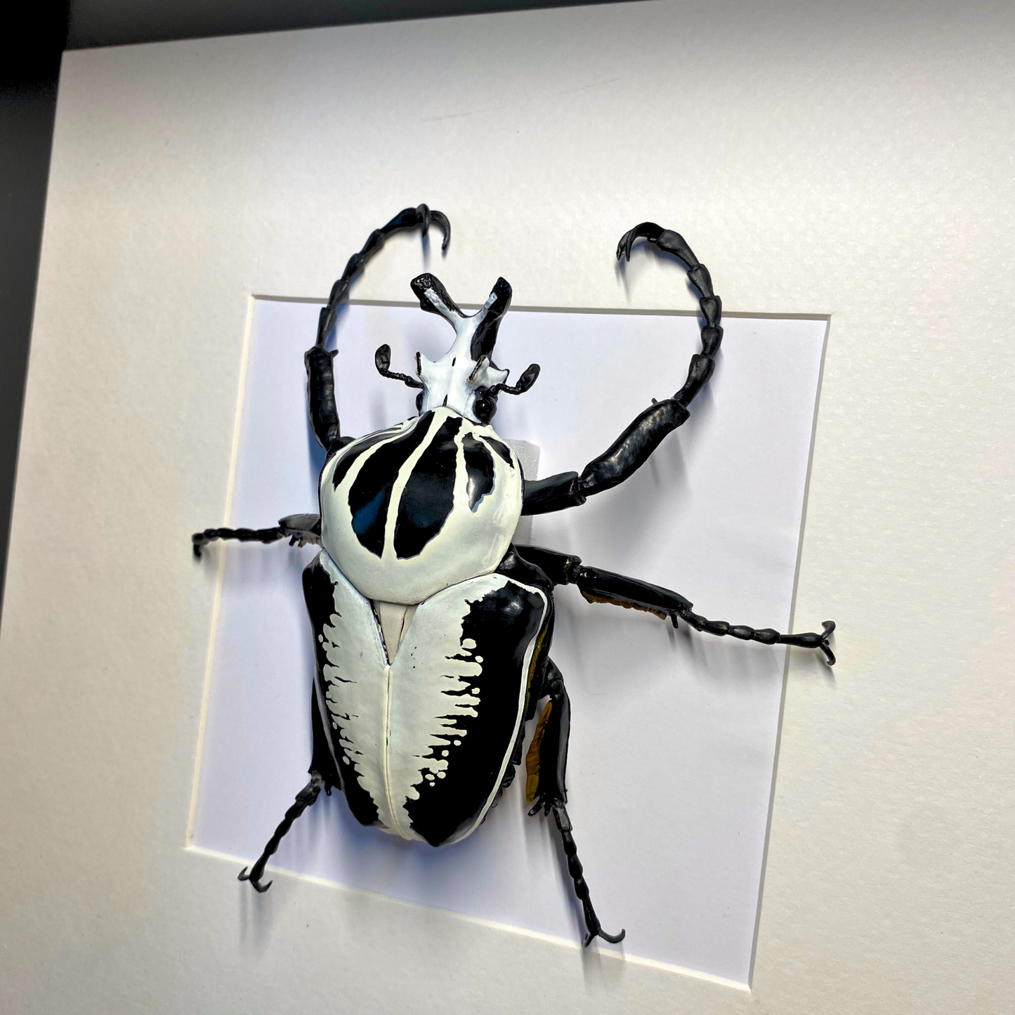 Scarabée Goliathus FIGURE dans un cadre