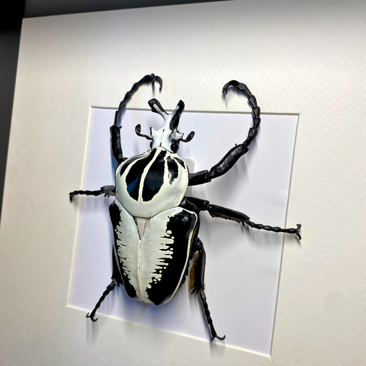 Scarabée Goliathus FIGURE dans un cadre
