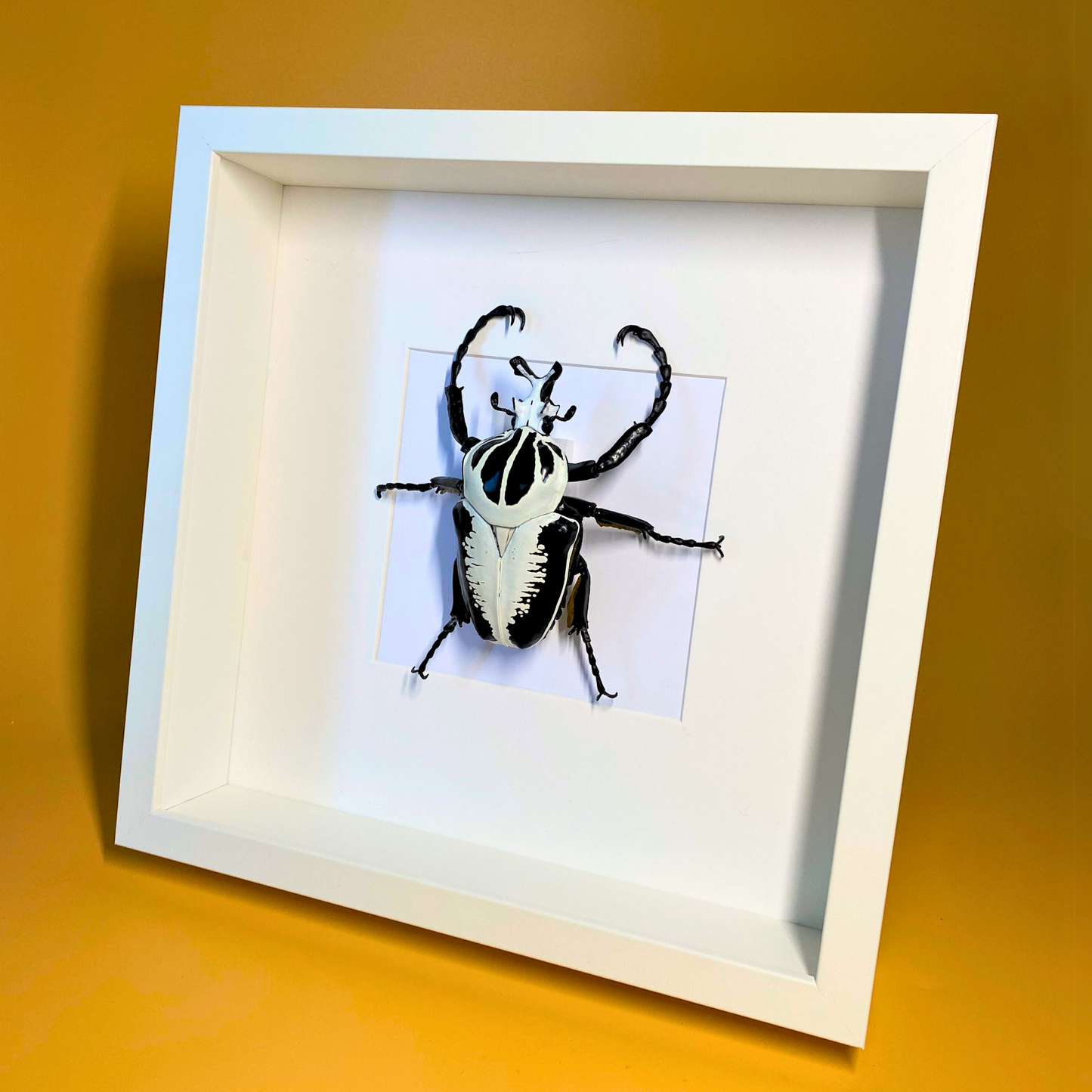 Scarabée Goliathus FIGURE dans un cadre
