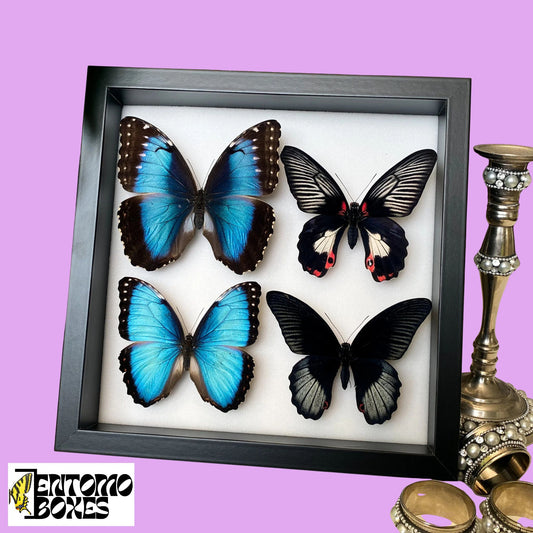 Cadre d'affichage d'ombre d'insecte
