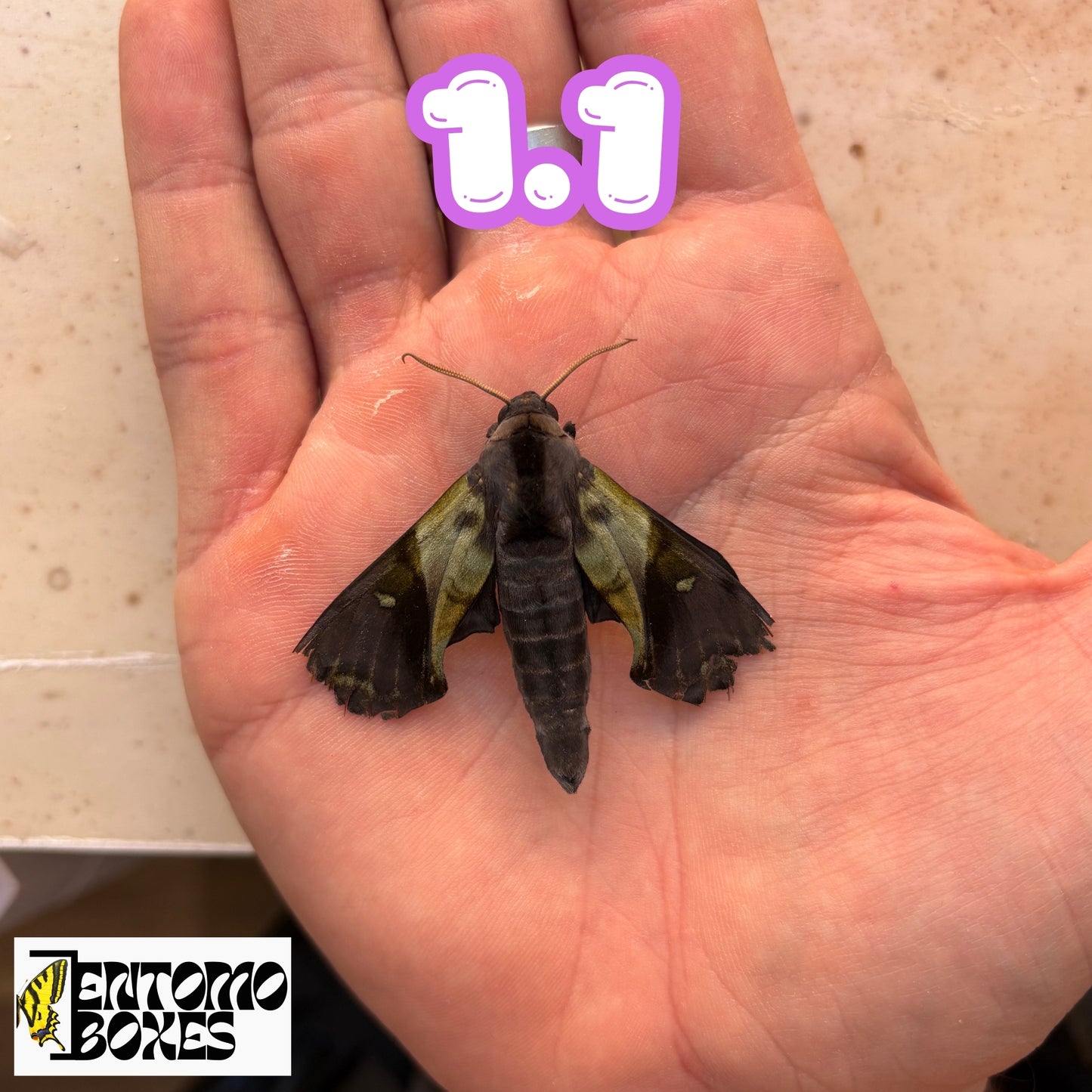 Sphinx Anambulyx elwesi SUPER RARE