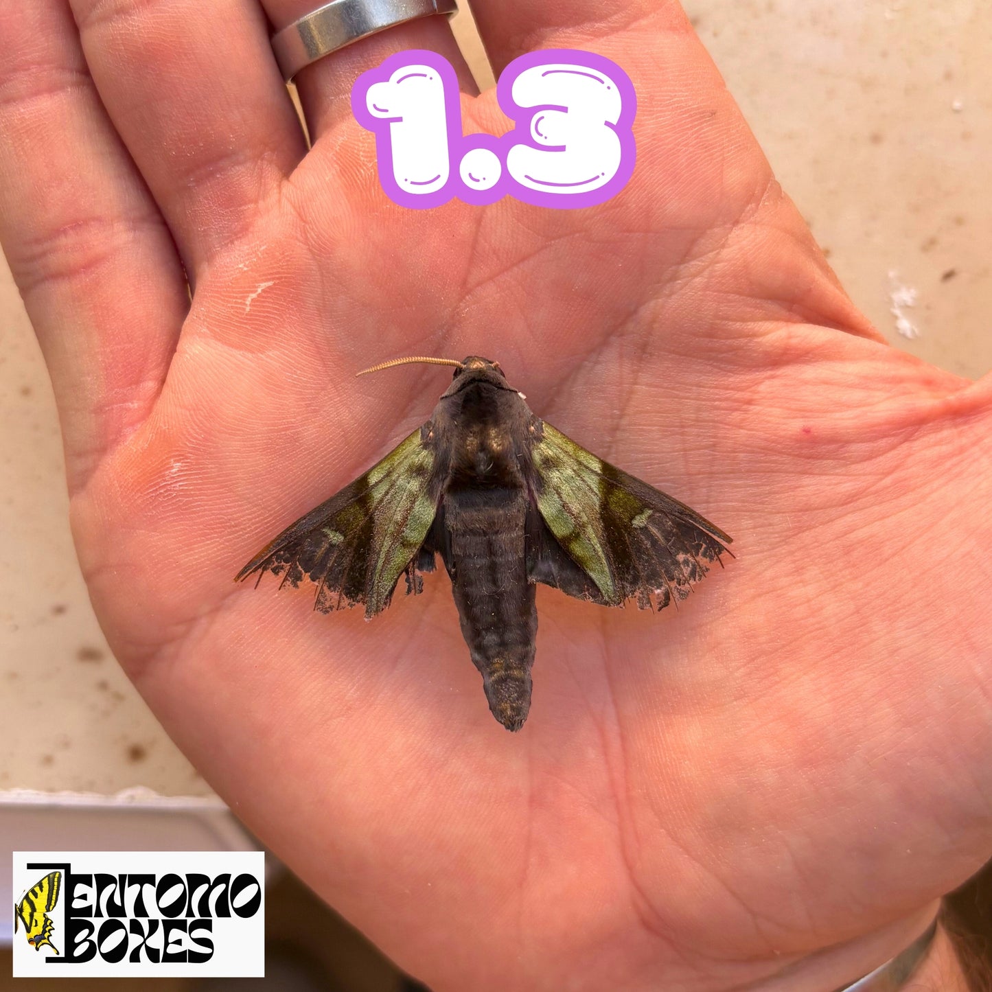 Sphinx Anambulyx elwesi SUPER RARE