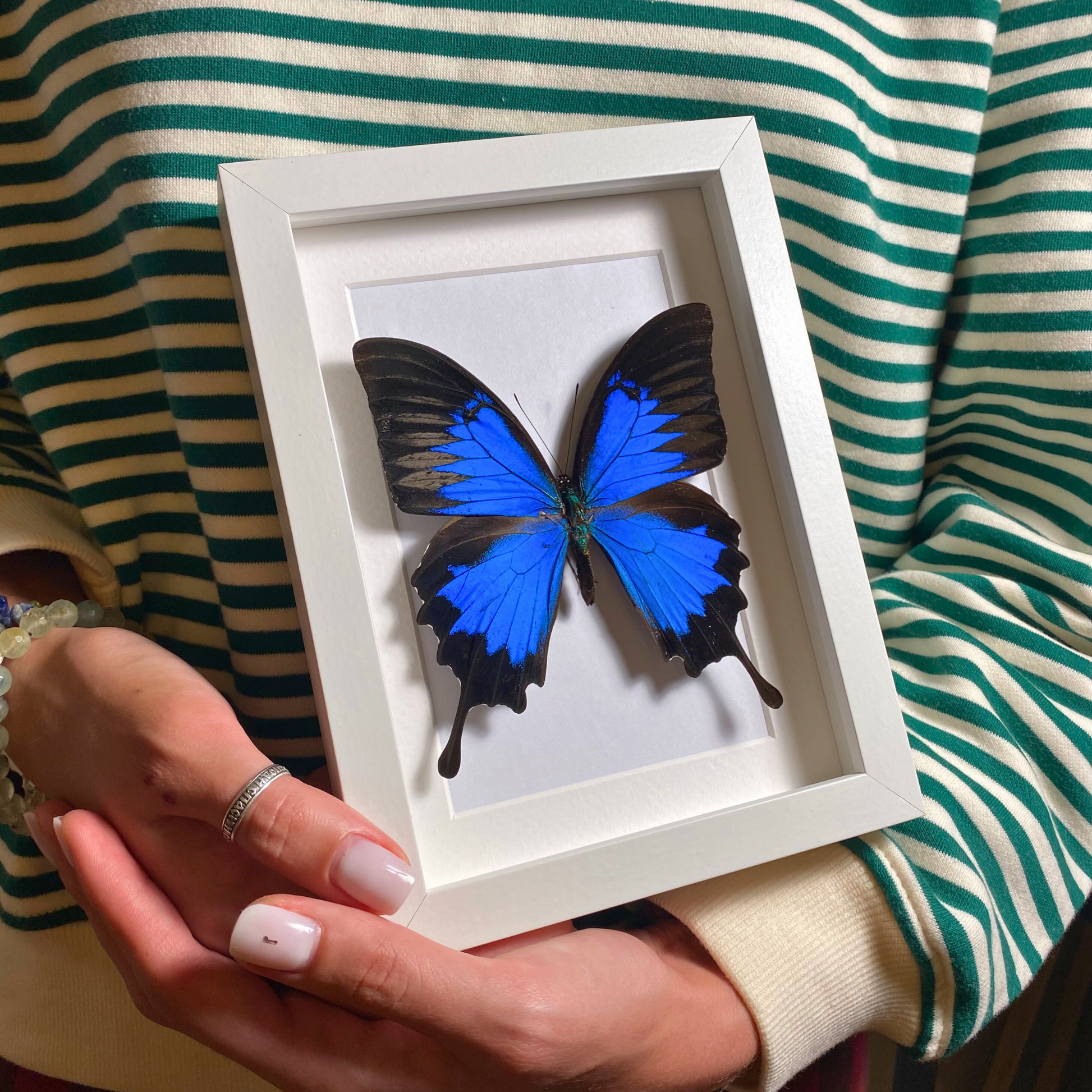 papilio ulysses in frame