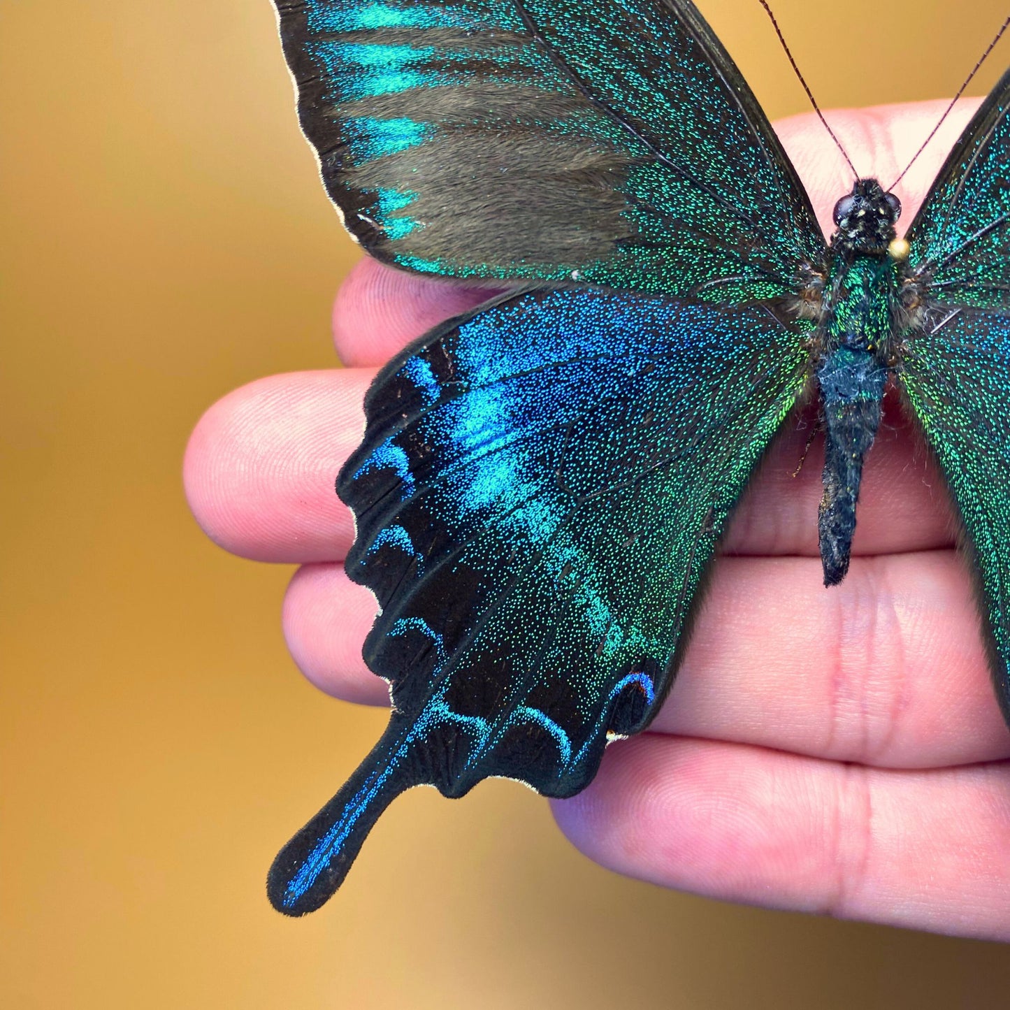 Le Machaon noir des Alpes épinglé