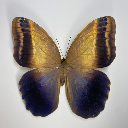 caligo memnon