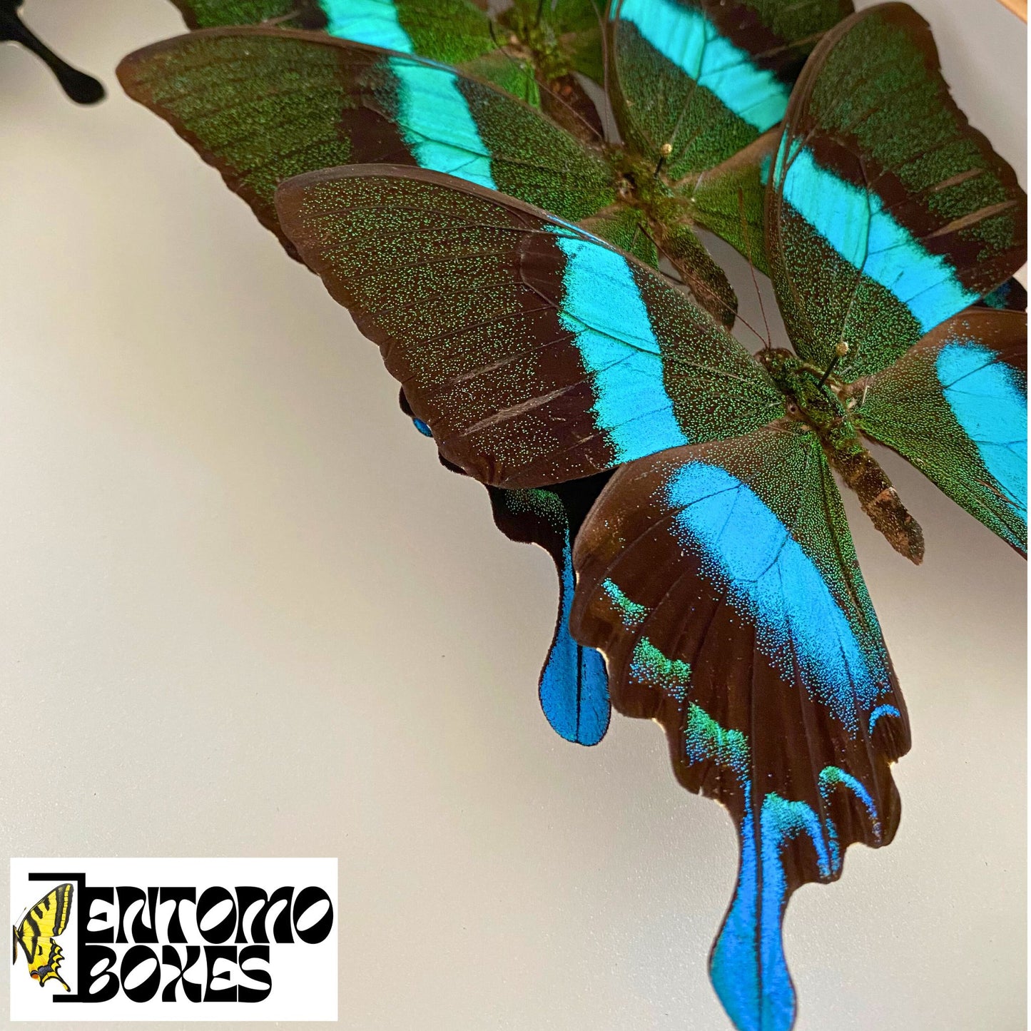 Papilio blumei