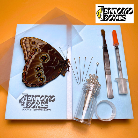 morpho butterfly kit