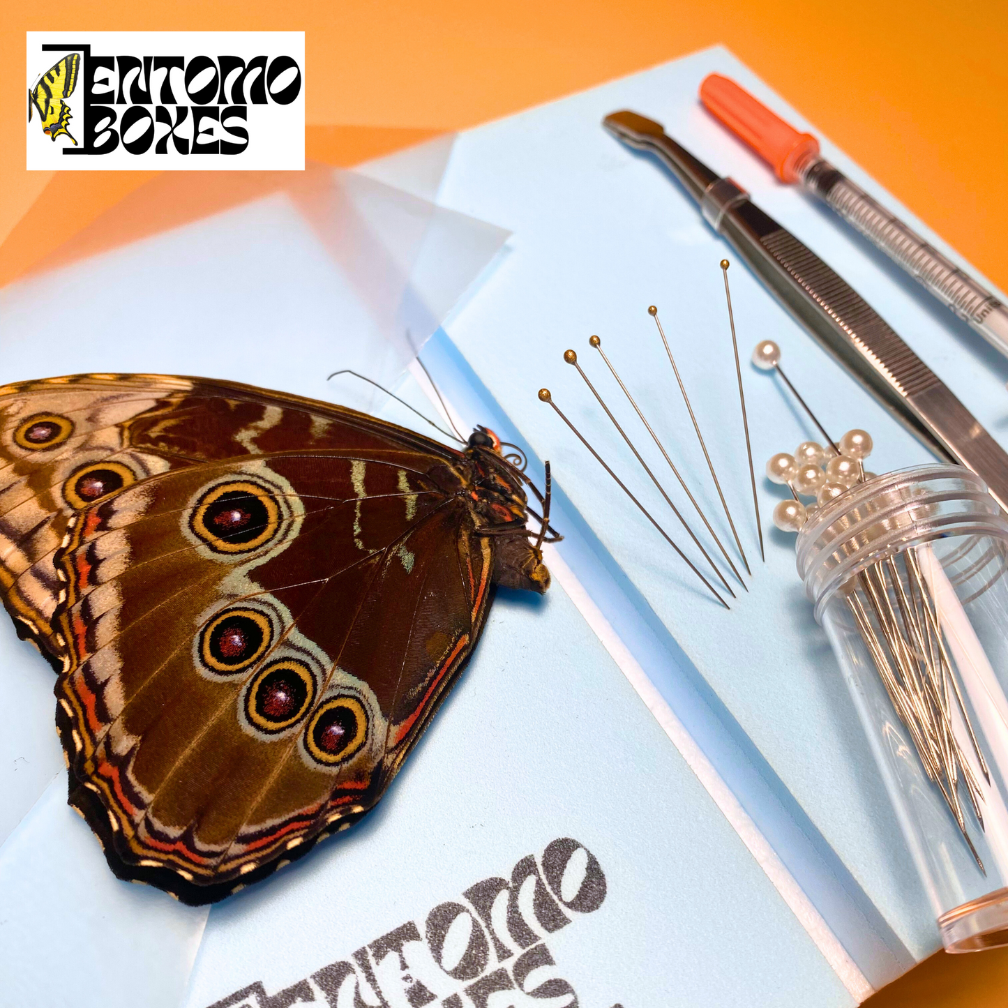 morpho butterfly kit