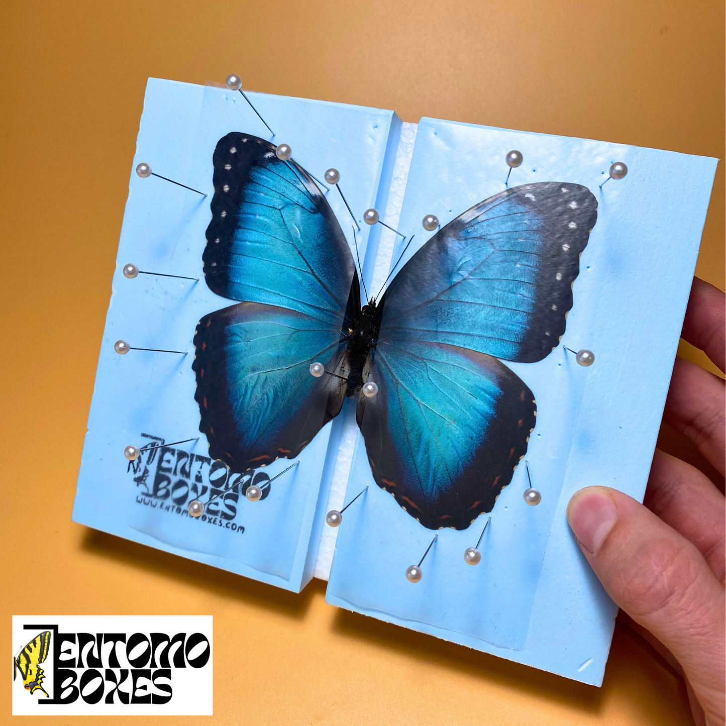 morpho butterfly kit
