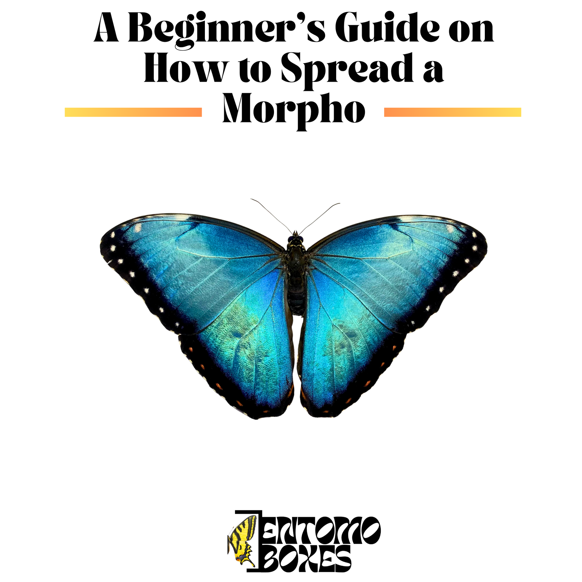 morpho butterfly kit