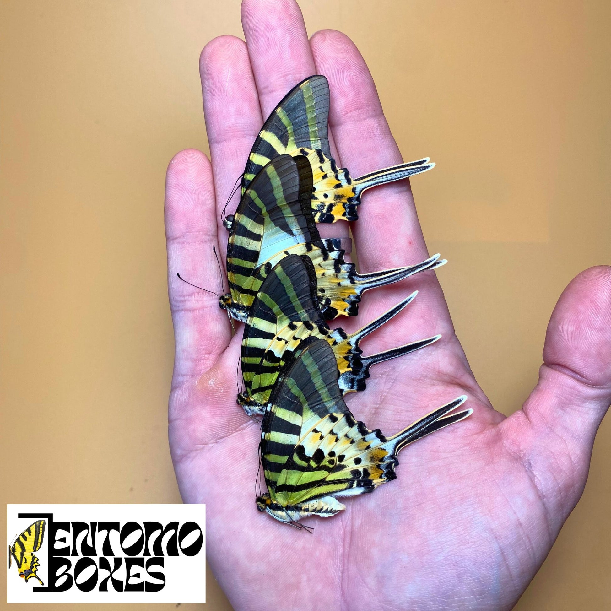 Graphium antiphates