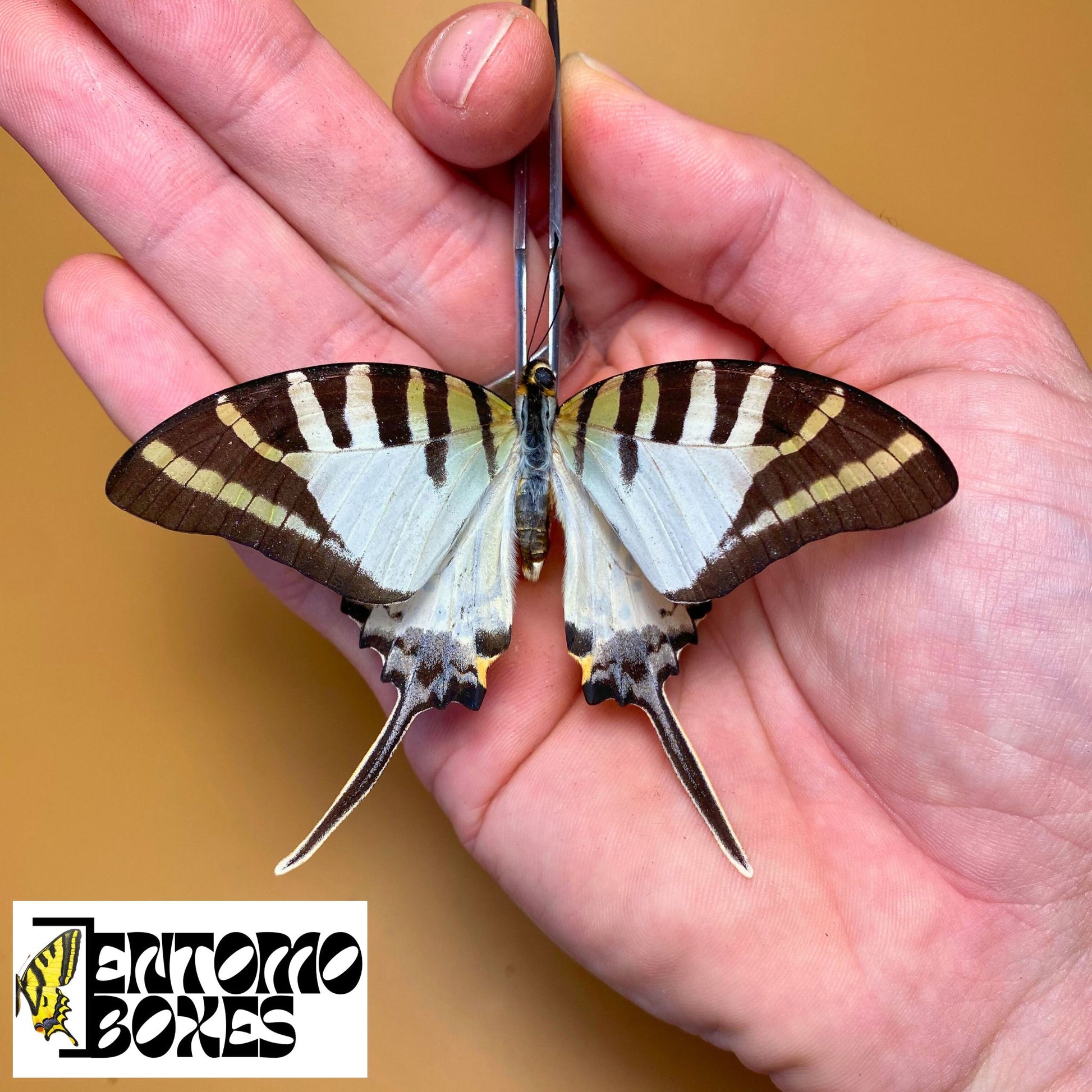 Graphium antiphates