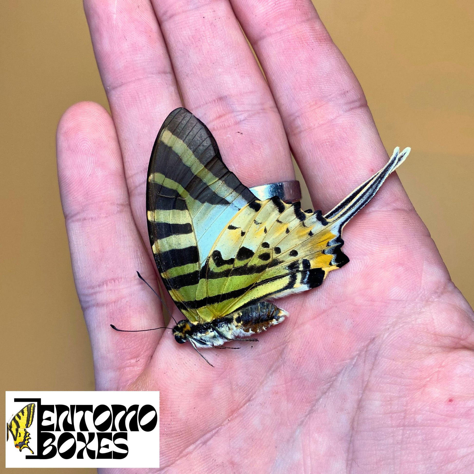 Graphium antiphates