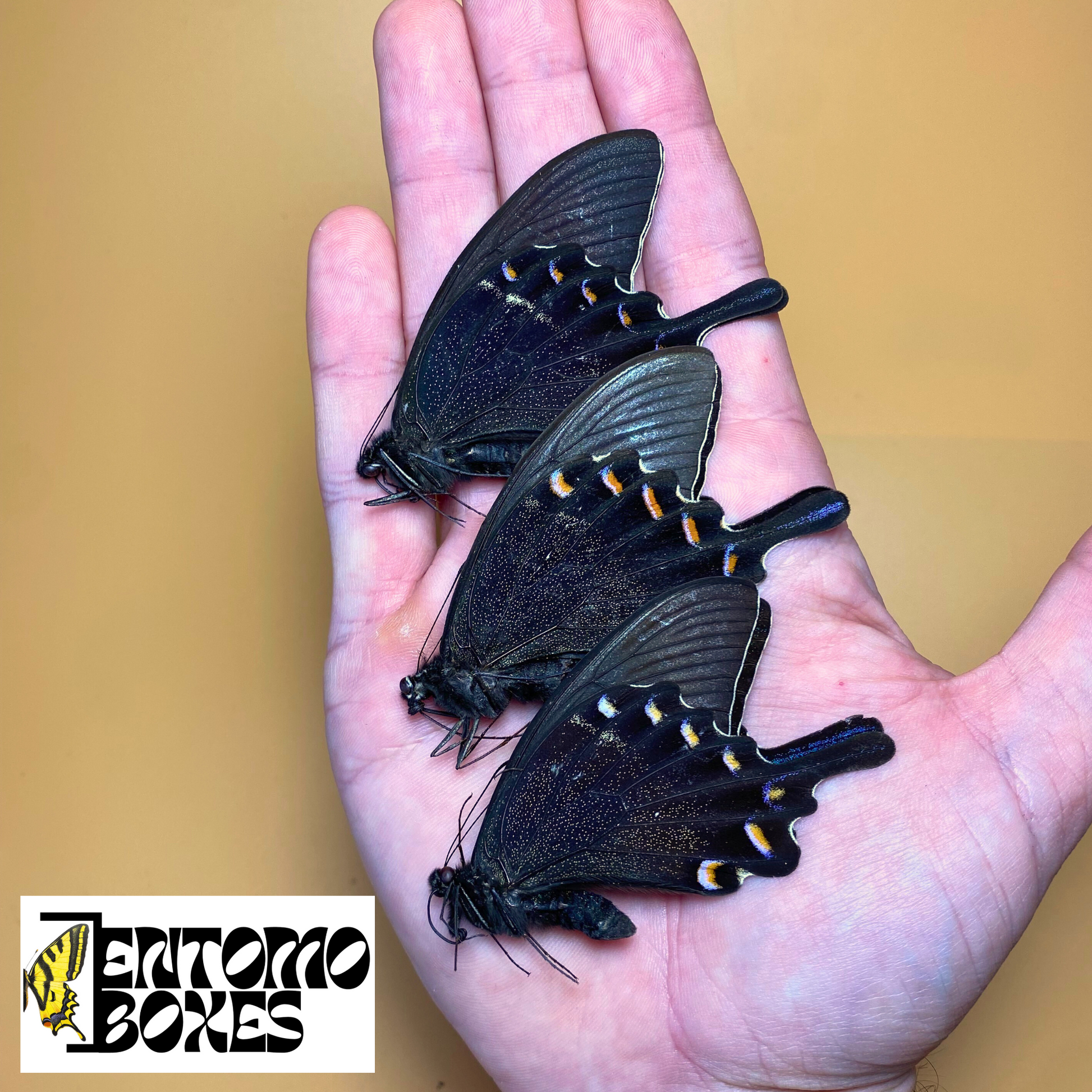 Papilio maackii