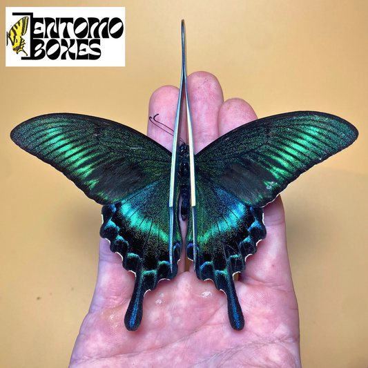 Papilio maackii
