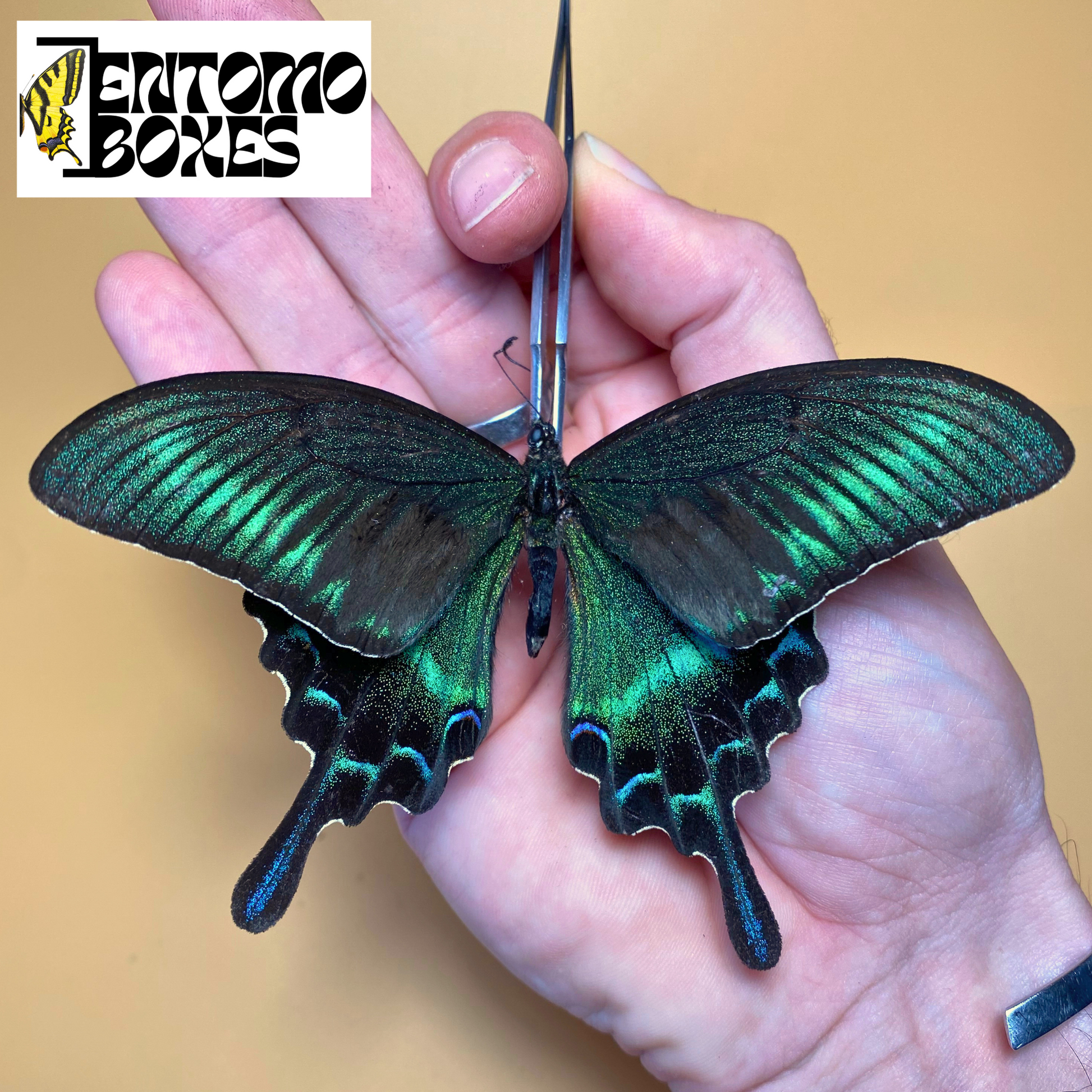 Papilio maackii