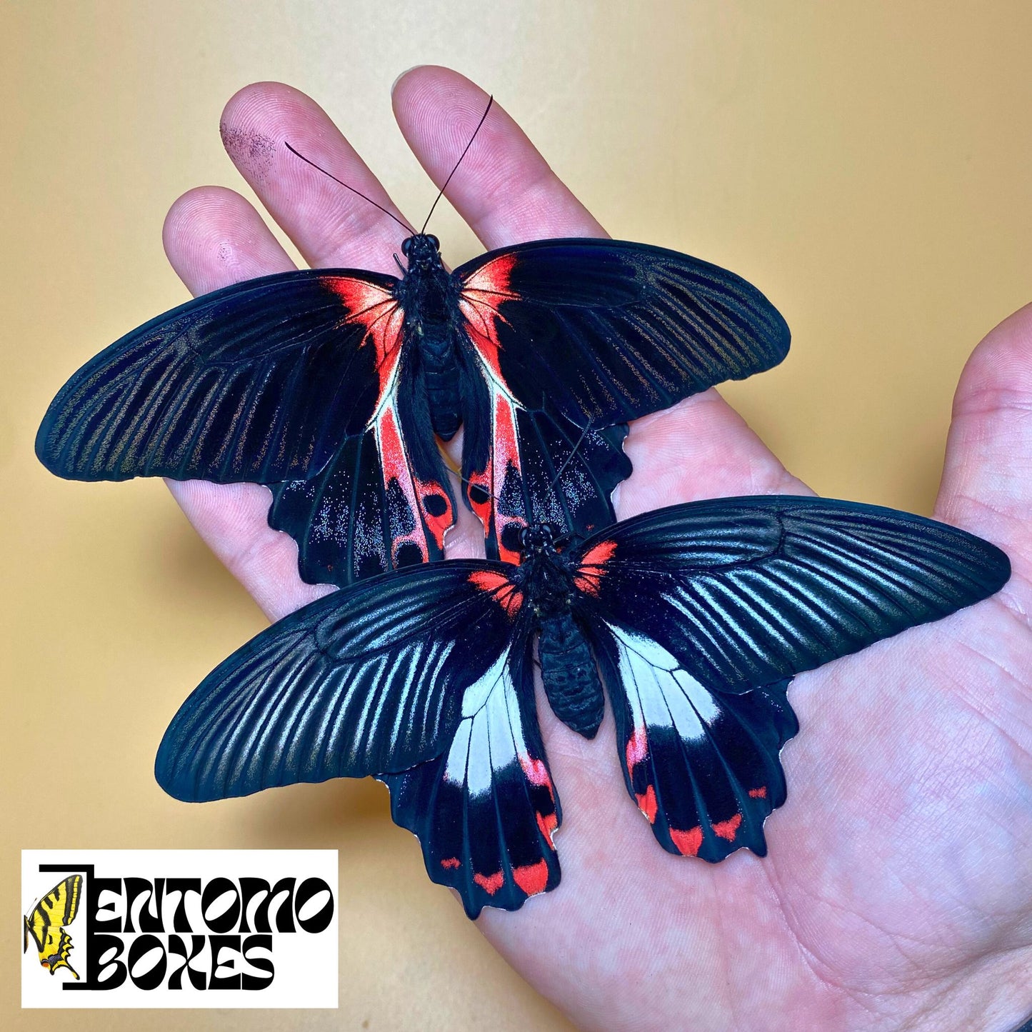 Papilio rumanzovia