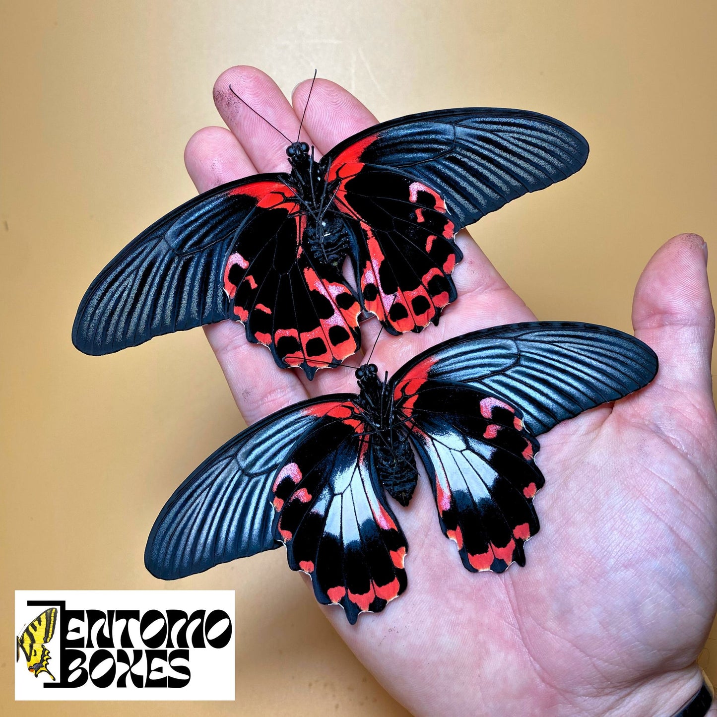 Papilio rumanzovia