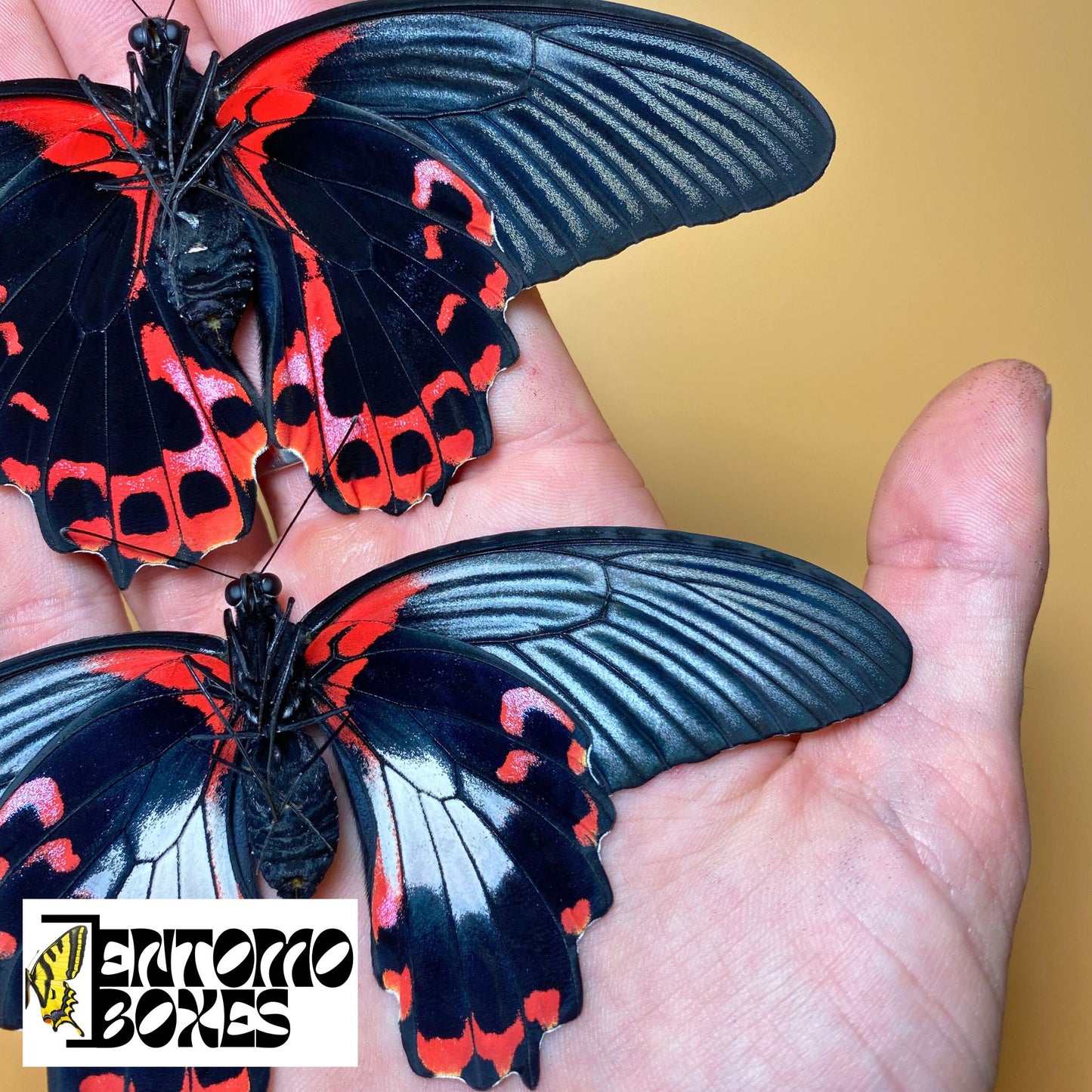 Papilio rumanzovia