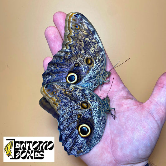 Papillon hibou