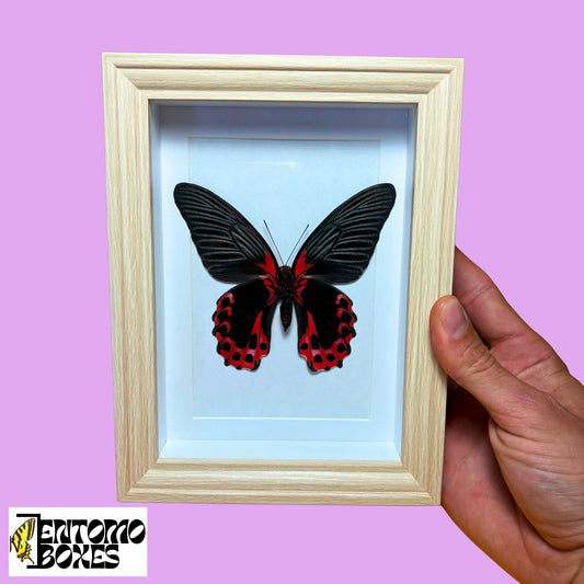 deep shadow box for butterfly