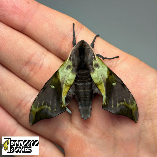 Sphinx Anambulyx elwesi SUPER RARE