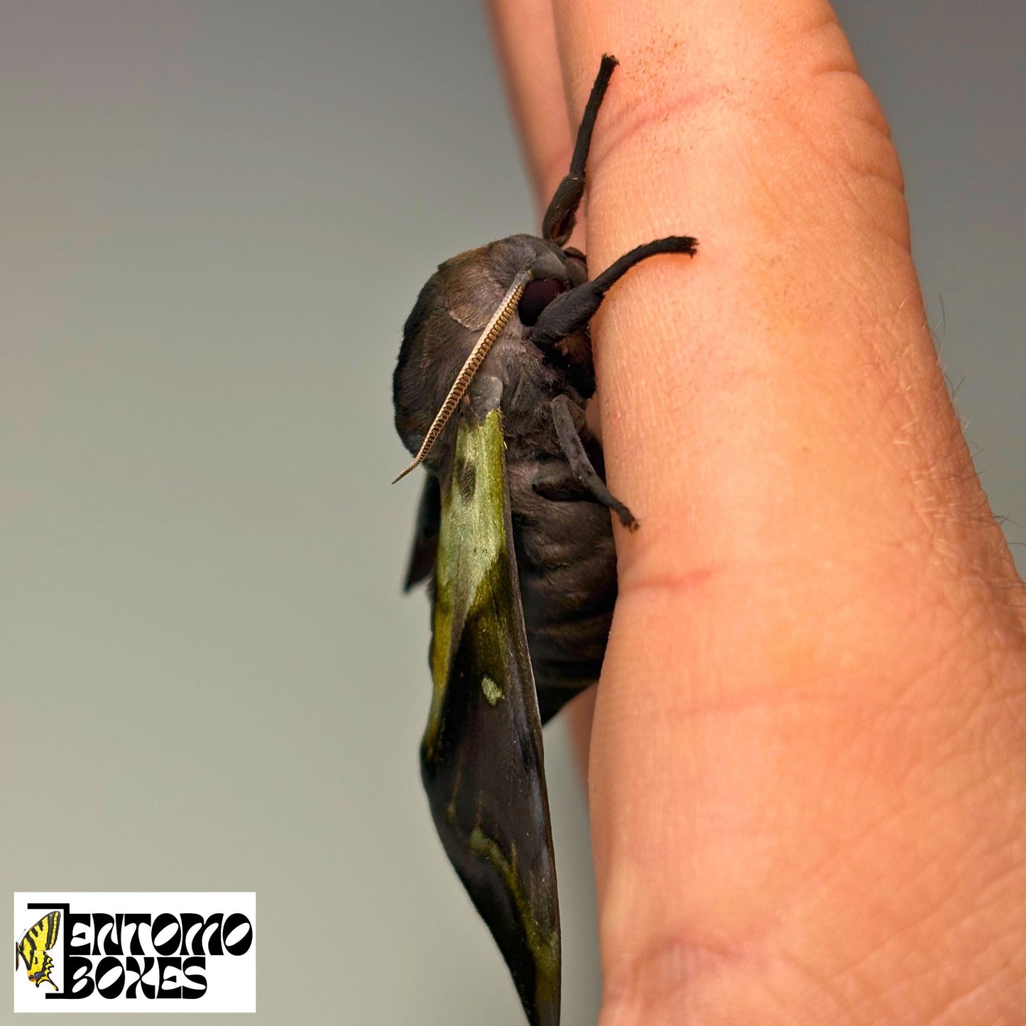 Sphinx Anambulyx elwesi SUPER RARE