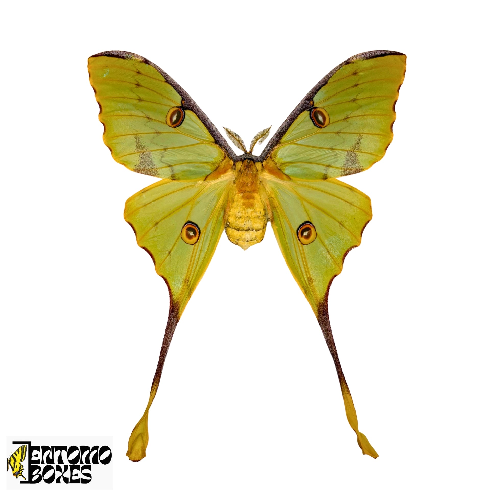 argema mimosae pinned specimens