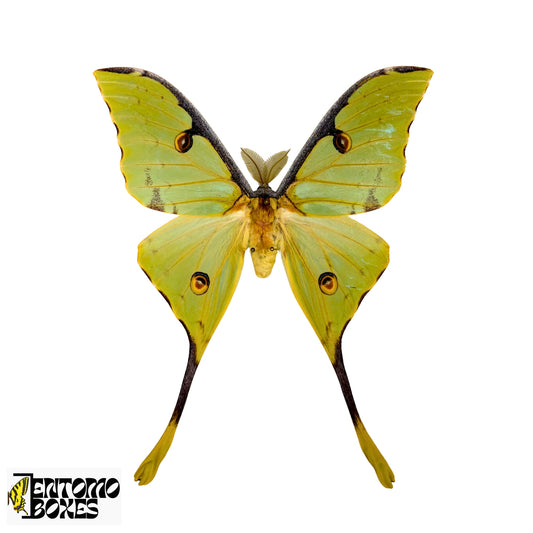 argema mimosae pinned specimens