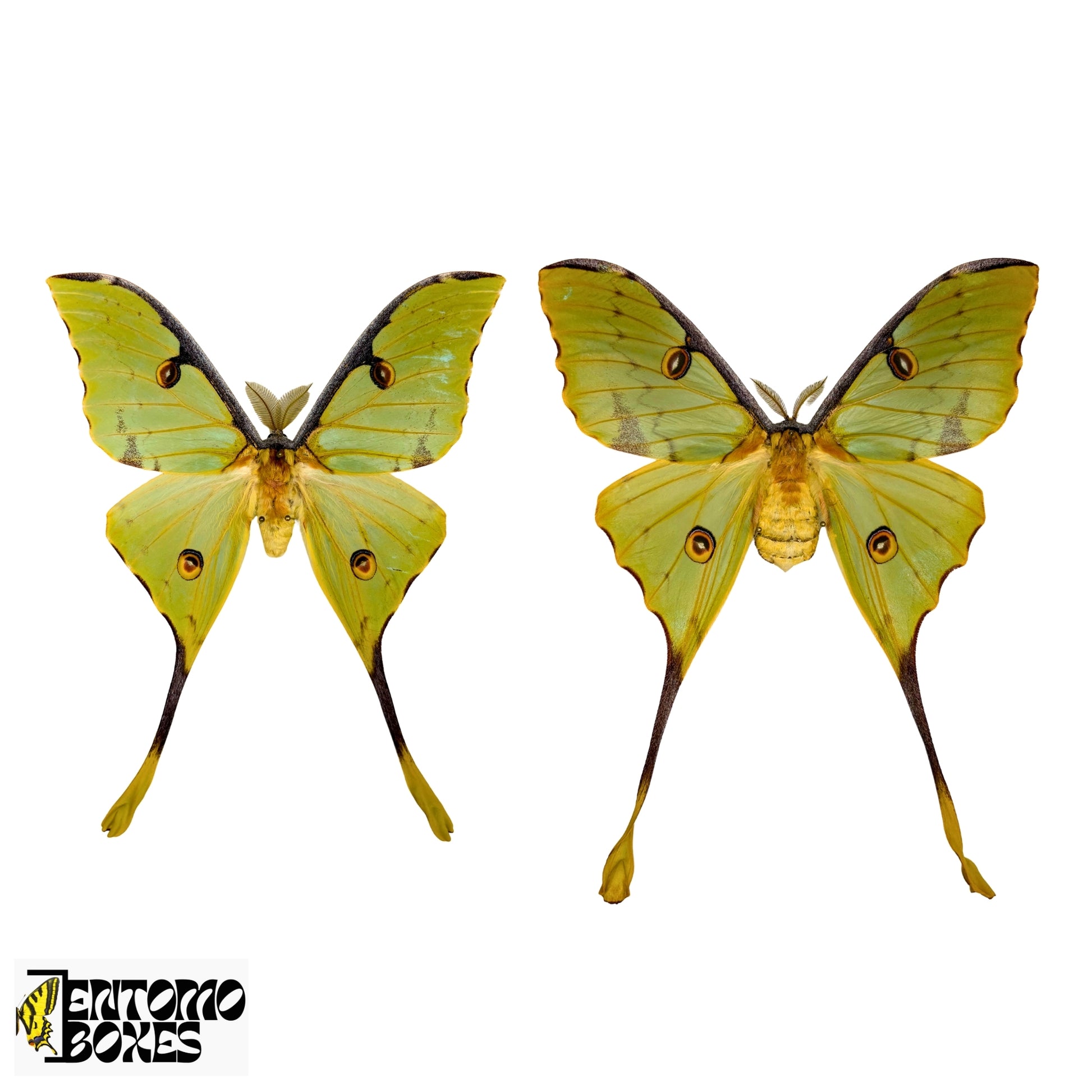 argema mimosae pinned specimens