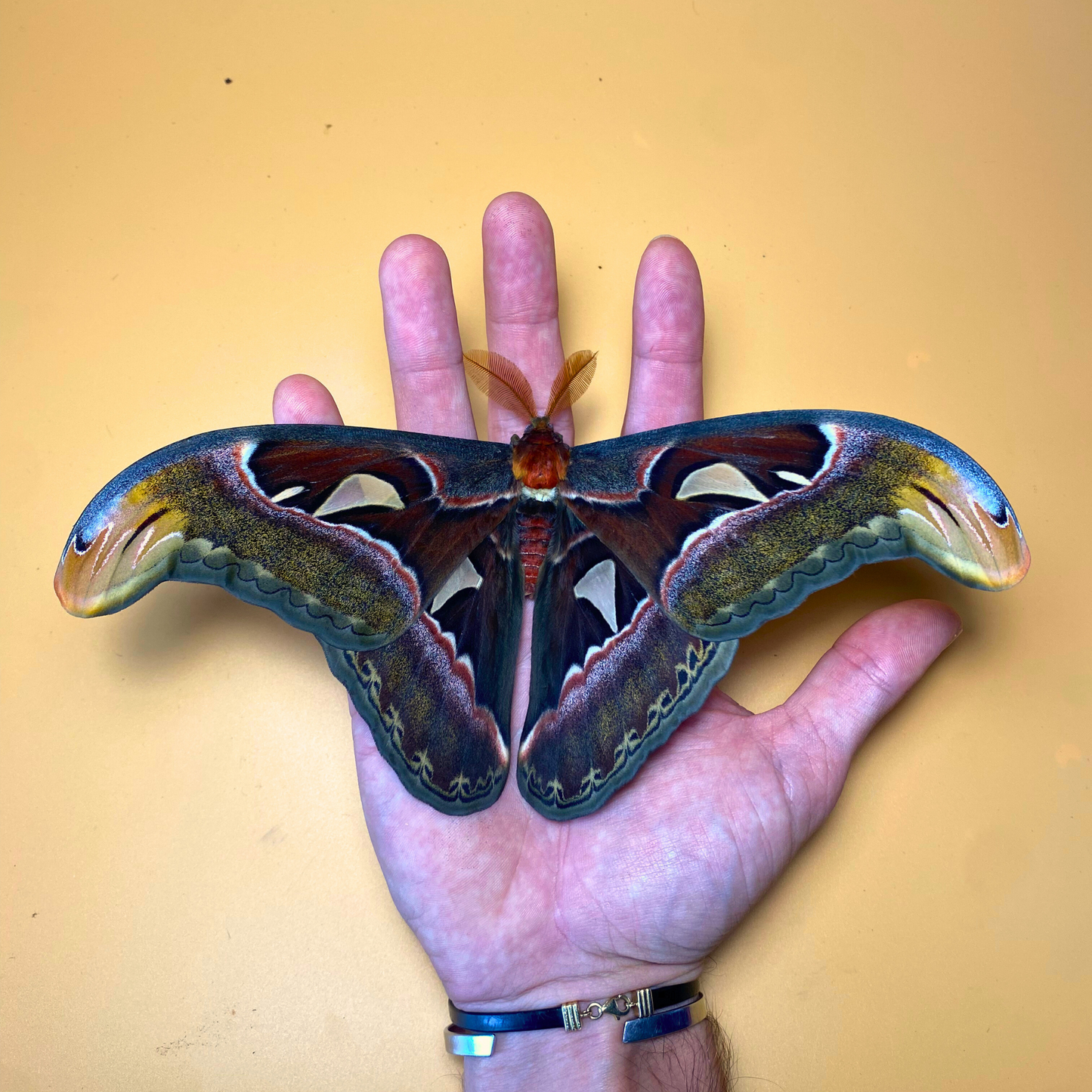 Papillons de nuit géants de l'Atlas