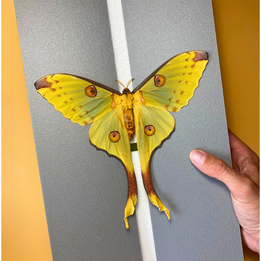 large moth spreading board