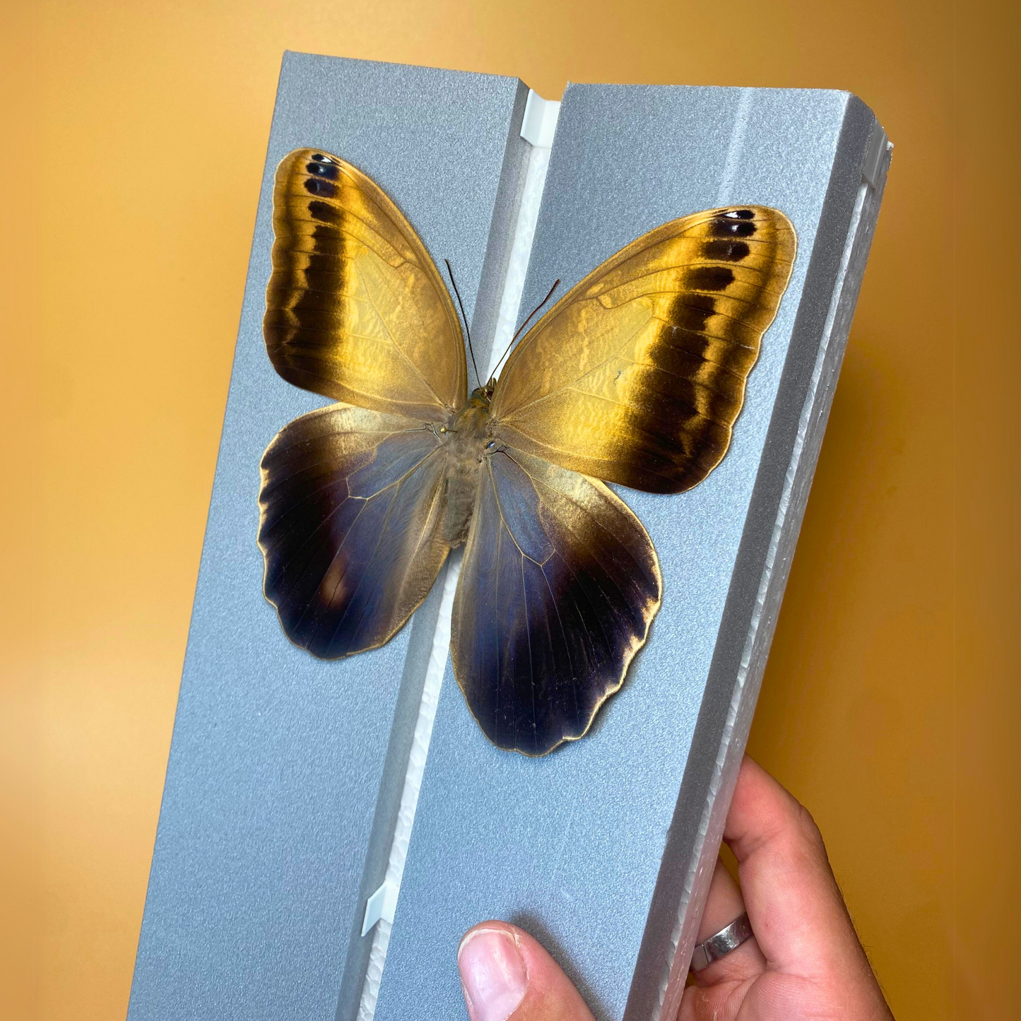 large butterfly spreading board