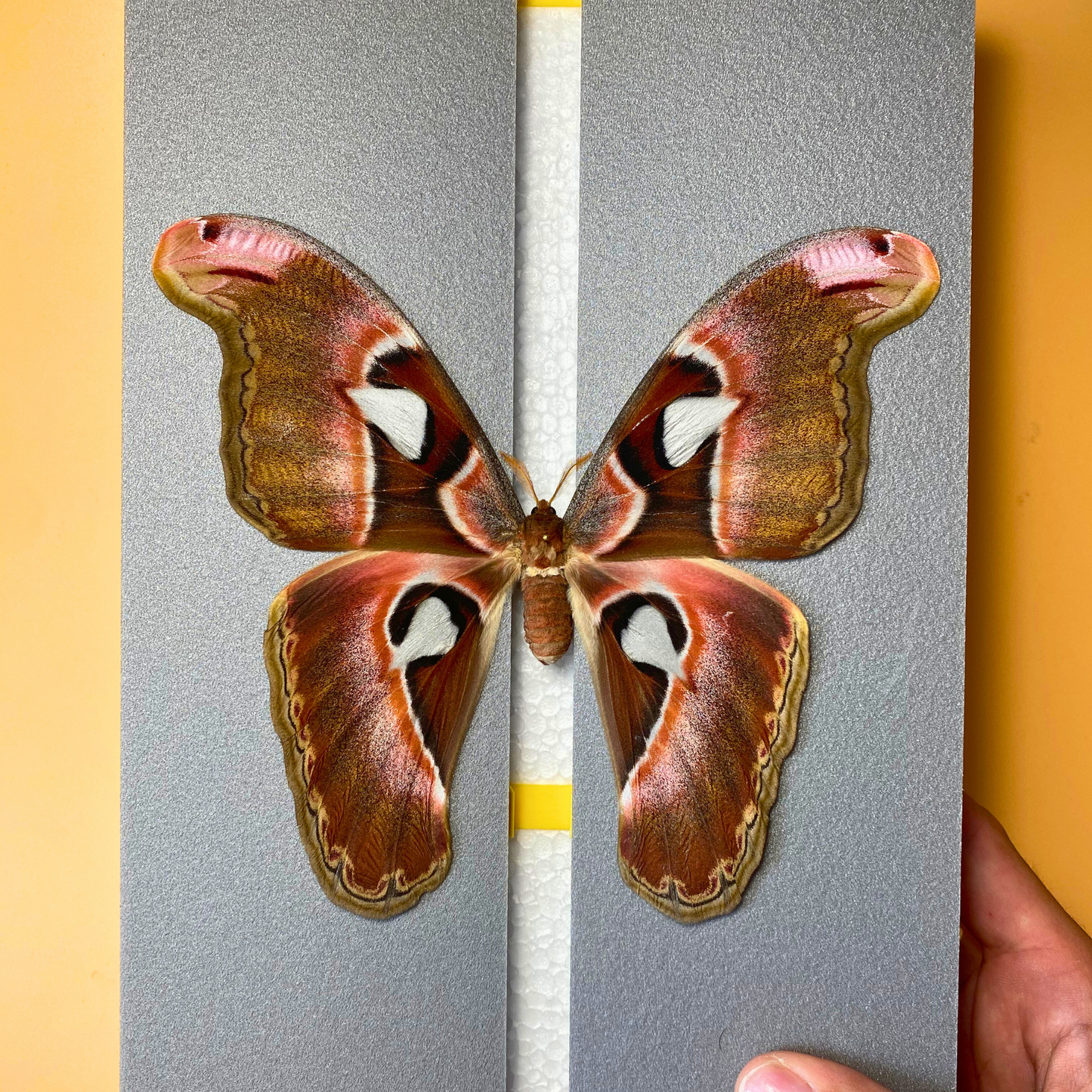 large moth pinning board