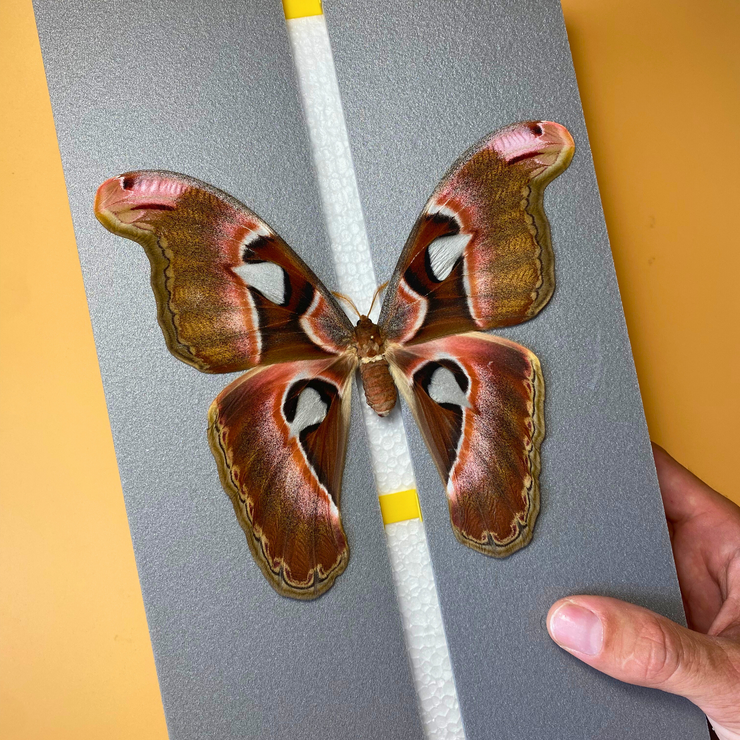 large moth spreading board