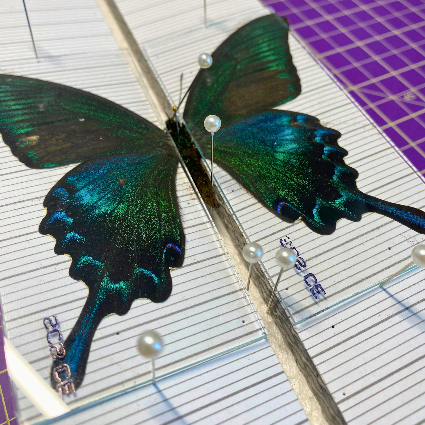 Lames de verre pour étaler les papillons