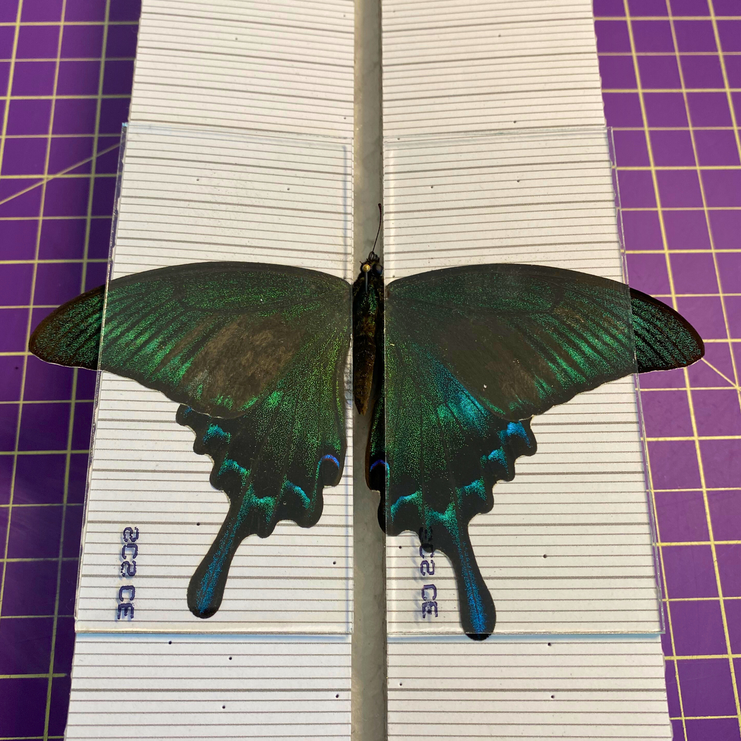 Lames de verre pour étaler les papillons