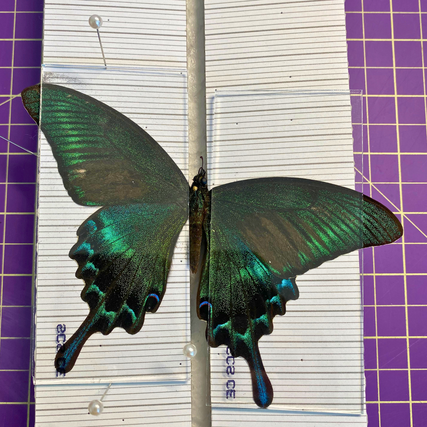 Lames de verre pour étaler les papillons