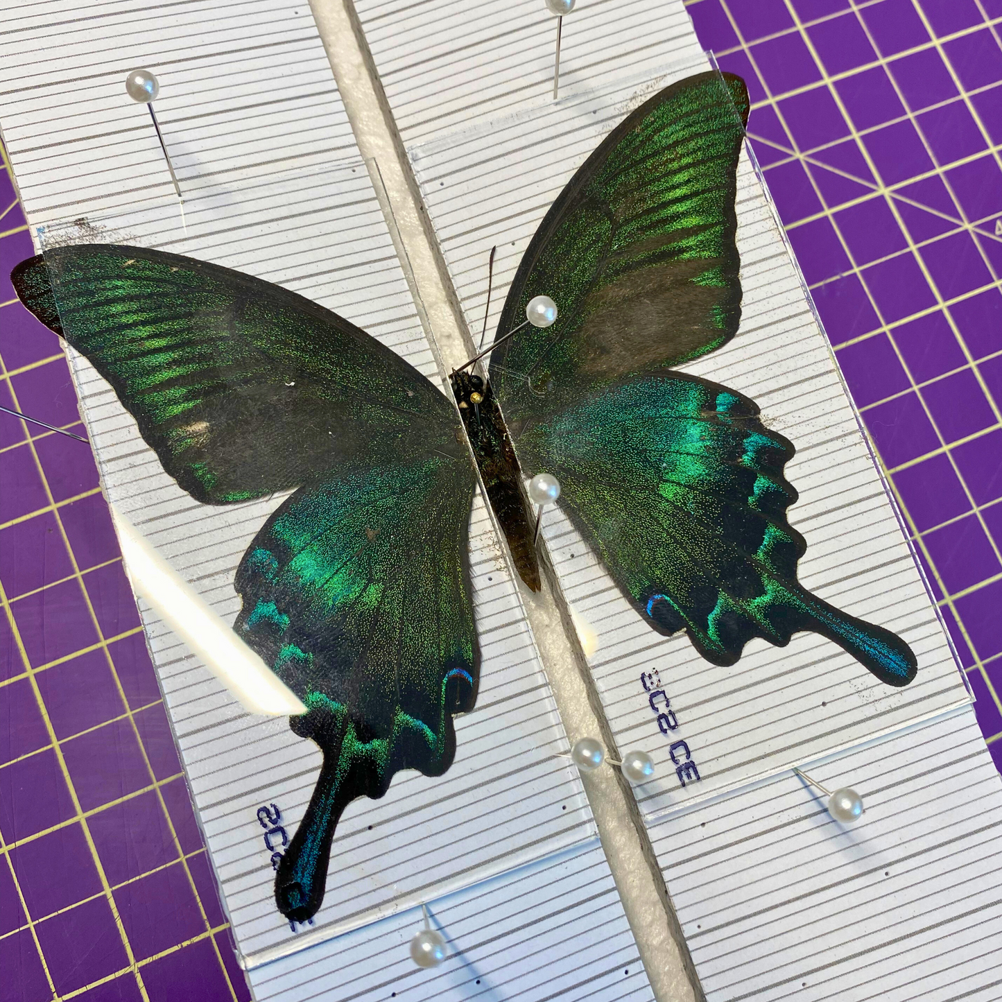 Lames de verre pour étaler les papillons