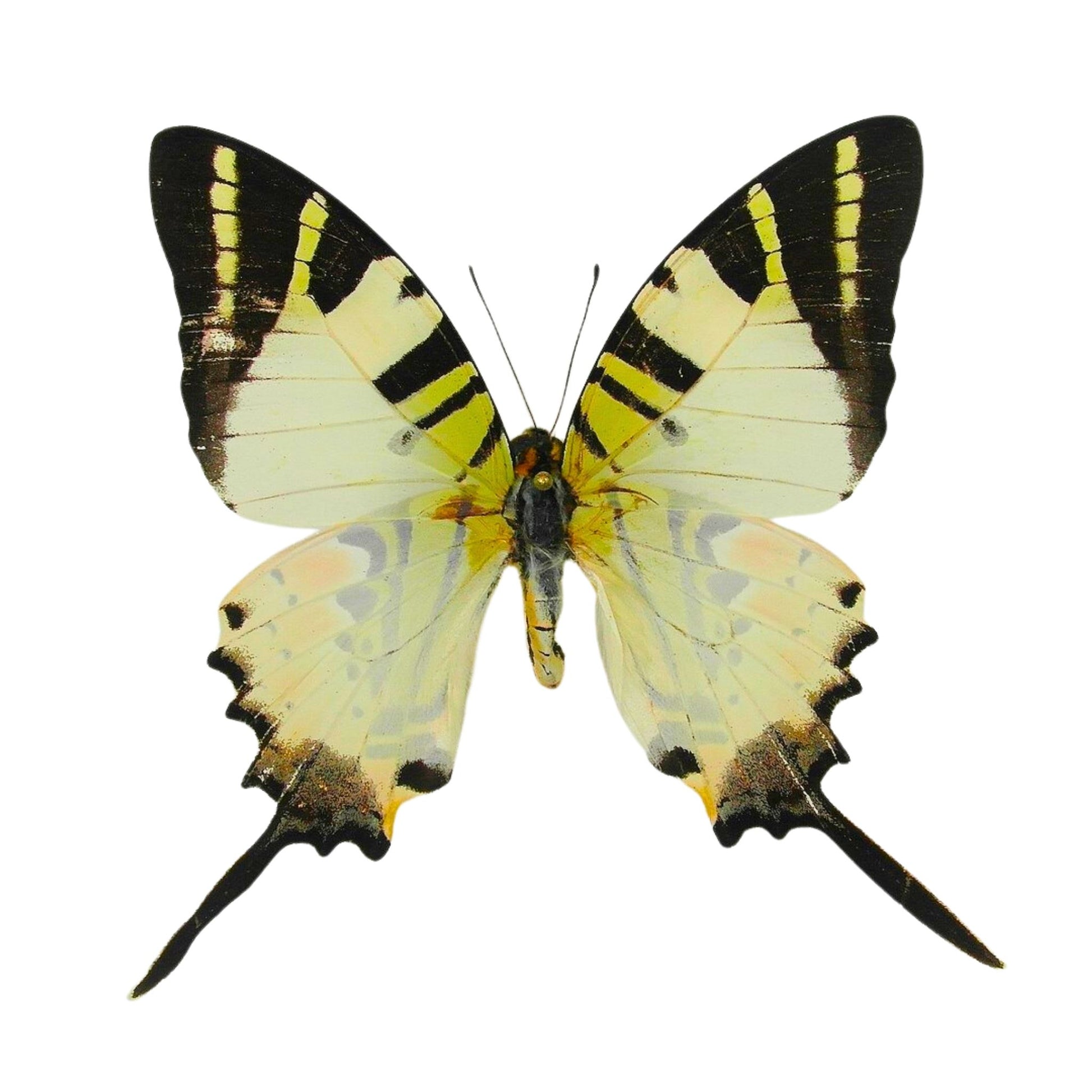 the five bar swordtail