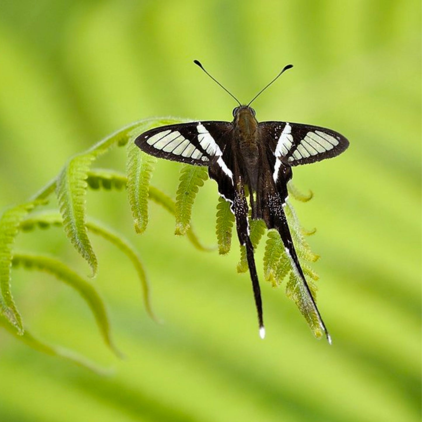 Lamproptera curius