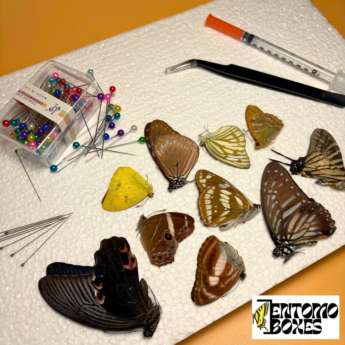 butterfly kit for art and photography
