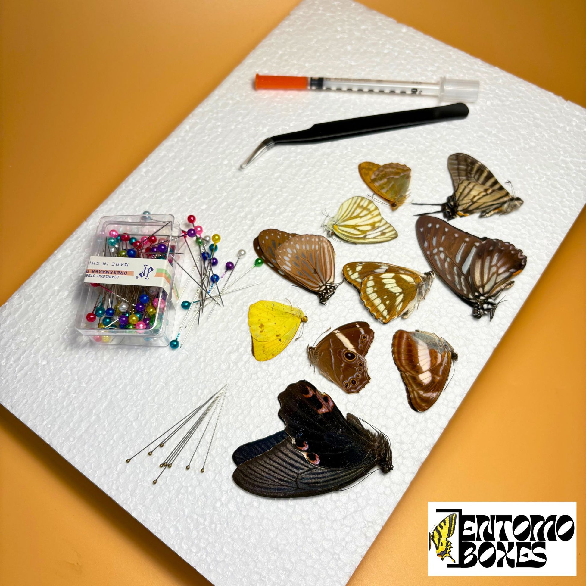 butterfly kit for art and photography