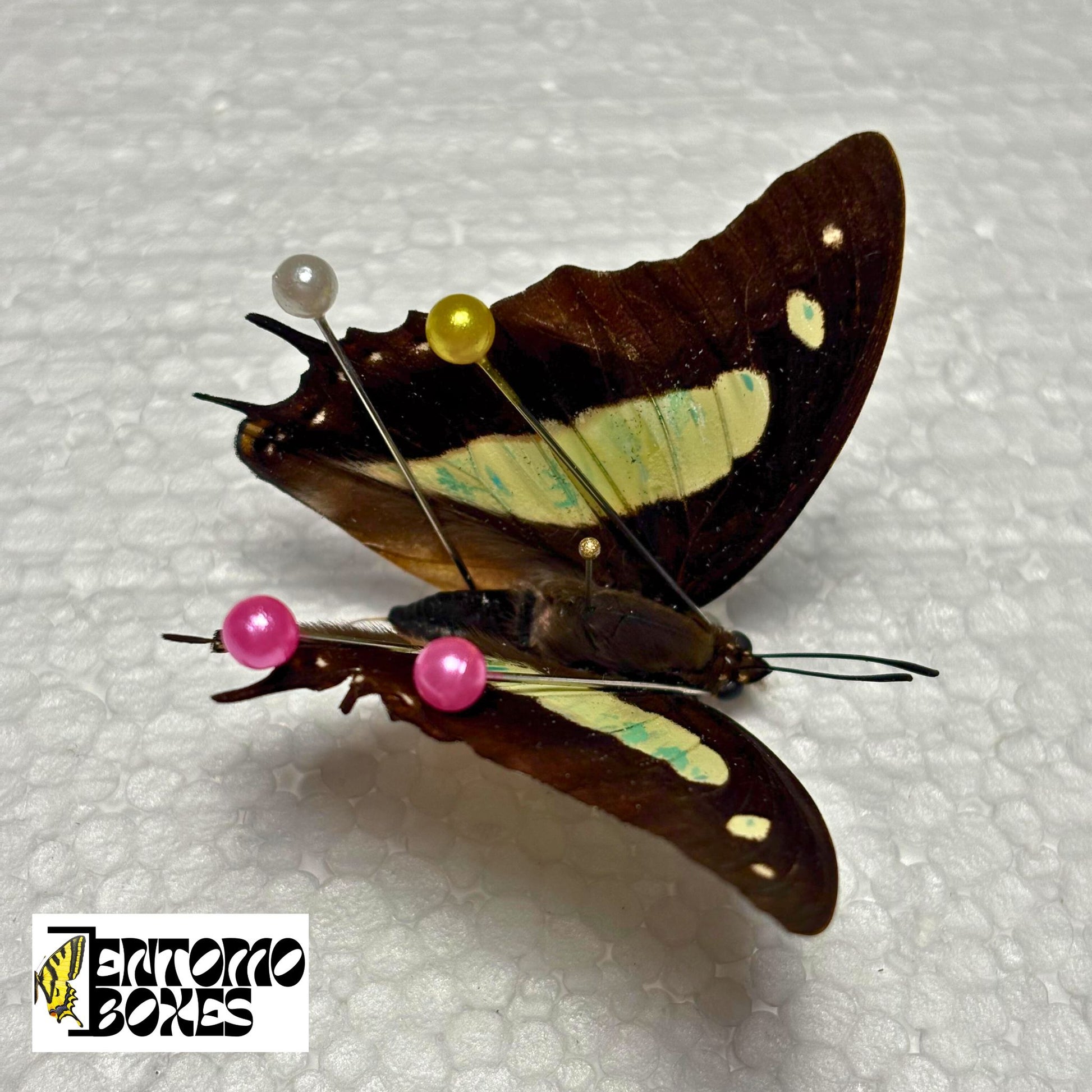 butterfly kit for art and photography