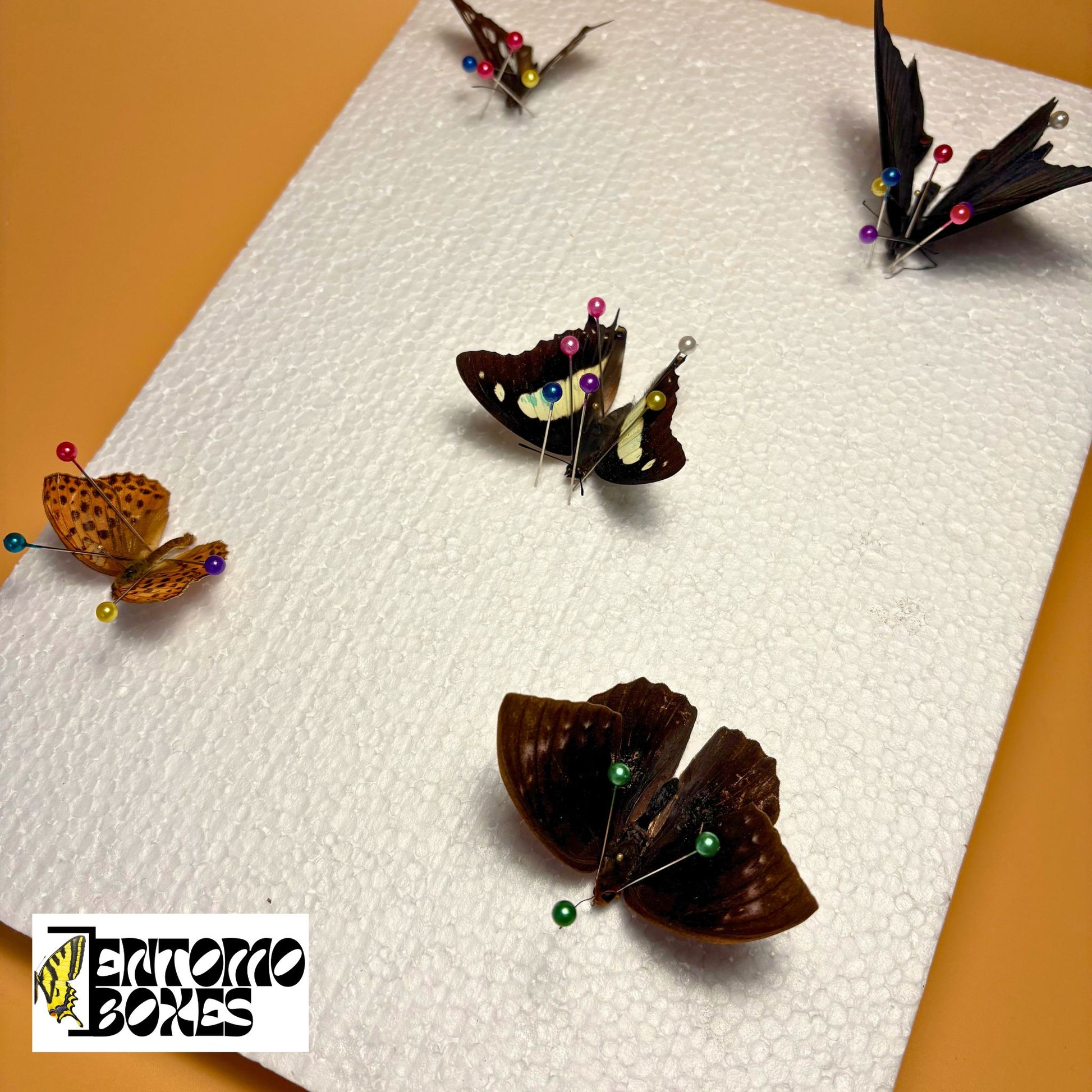 butterfly kit for art and photography