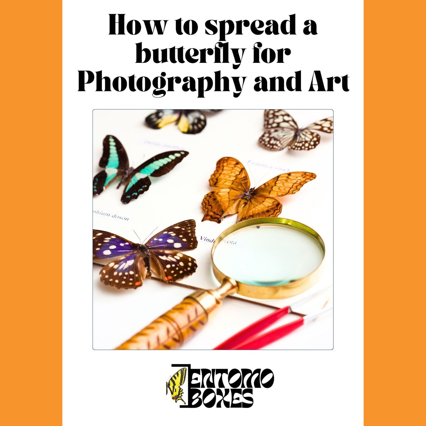 butterfly kit for art and photography
