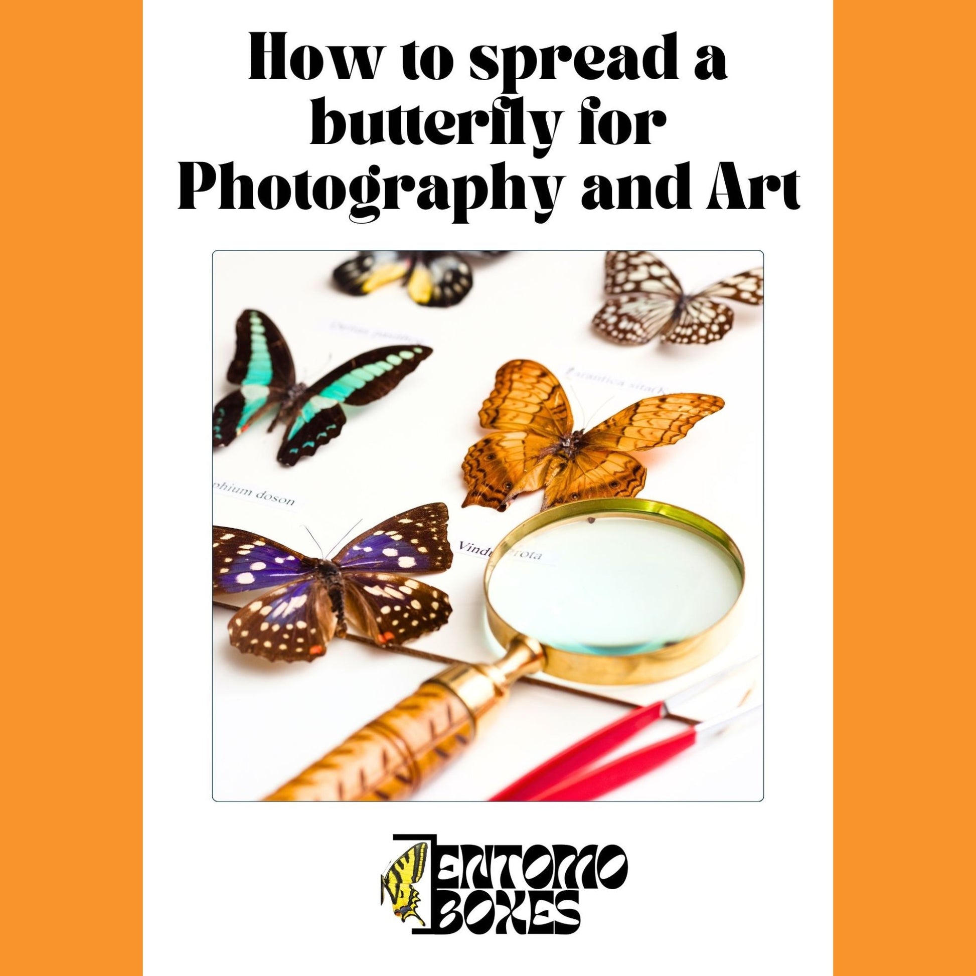 butterfly kit for art and photography